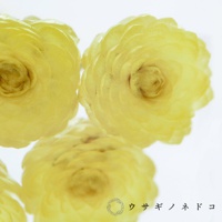 三朵淡黃色、層疊花瓣的永久花，花心呈深黃色，近距離特寫。