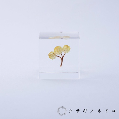透明立方體封存著一株乾燥的黃色永久花，花朵呈圓球狀，有三朵花聚集在細長的棕色莖上。