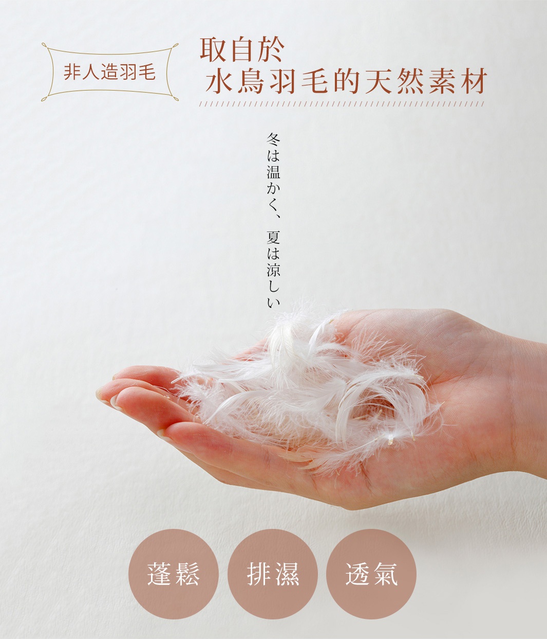 一隻手掌捧著大量蓬鬆、柔軟的白色極細羽毛，背景為淺色。