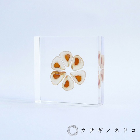 透明樹脂塊中嵌入了七片大百合種子切片，種子呈淺褐色，種仁為橘黃色，排列成花狀。