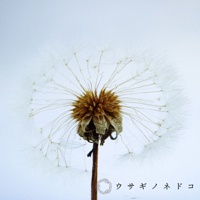 一片乾燥的蒲公英標本，細緻的絨毛狀種子呈放射狀散開，中心為褐色種子頭，莖部為乾燥的褐色，背景為淺藍色。