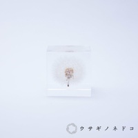 透明立方體中封存著一朵完整的白色蒲公英，展現其蓬鬆的絨毛和中央的褐色種子。