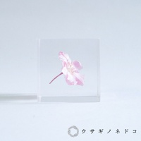 透明立方塊內封存著一朵粉紅色八重紅枝垂櫻，花瓣層疊，花蕊清晰可見，粉紅色的花梗向左延伸。