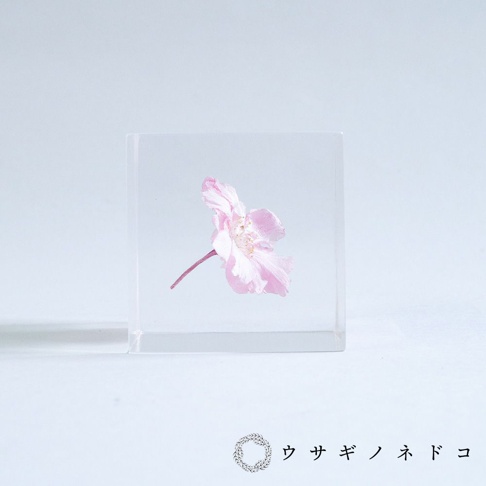 透明立方塊內封存著一朵粉紅色八重紅枝垂櫻，花瓣層疊，花蕊清晰可見，粉紅色的花梗向左延伸。