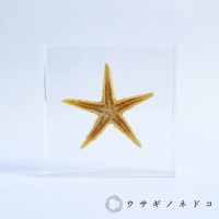 透明壓克力塊中封存著一隻黃褐色、五爪的海星標本，海星表面紋理清晰可見。