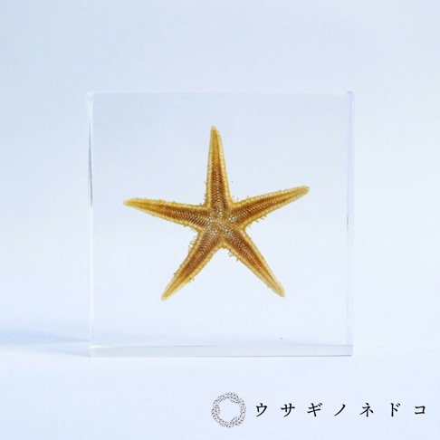 透明壓克力塊中封存著一隻黃褐色、五爪的海星標本，海星表面紋理清晰可見。