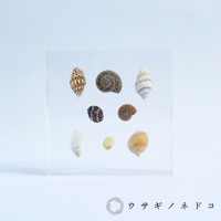 透明壓克力塊中嵌入了七個不同大小、顏色和紋路的貝殼標本，包括螺旋狀的螺殼和長錐形的殼。