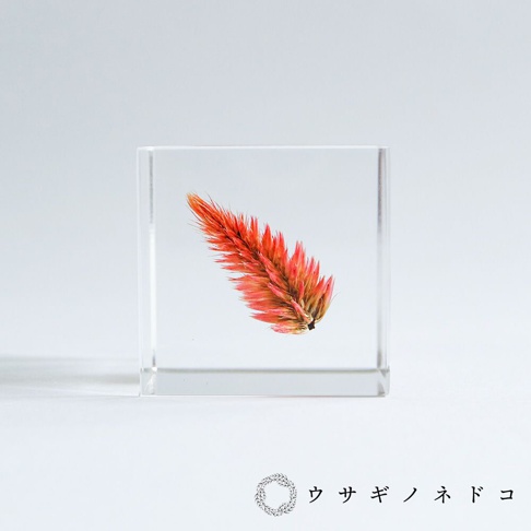 透明樹脂立方塊內封存一株橘紅色、羽狀的乾燥青葙花，花朵呈現漸層色彩，從頂端的亮橘色延伸至底部較深的紅色與褐色。