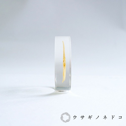 透明壓克力圓片標本，內含一隻淡黃色、結構精緻的海星。