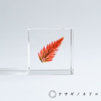 透明立方塊內封存著一株乾燥的火焰般鮮紅與橘黃色的雞冠花。