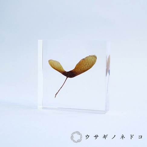 透明立方體壓克力塊中封存著一對乾燥的紅葉種子，種子呈淺褐色，帶有細長的翅膀和細長的莖，置於純白色背景上。