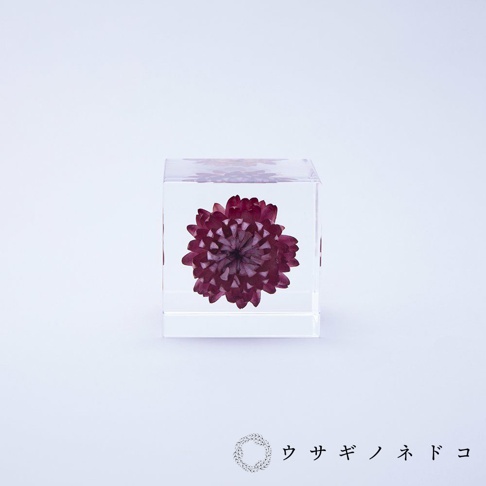 透明立方體中封存著一朵深紅色的乾燥蠟菊，花瓣層層疊疊，展現出細緻的紋理。立方體邊緣平滑，整體呈現簡潔的設計。