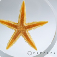 圓片標本展示一隻黃色與橘色相間的海星，五個手臂清晰可見，表面紋理細膩。海星被封存在透明的圓形材質中，背景為白色。