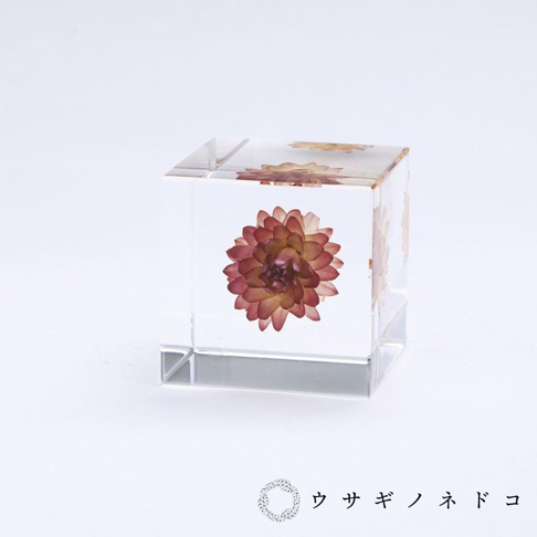 透明立方體中封存著乾燥的蠟菊，花朵呈現紅棕色，花瓣層疊。立方體表面光滑，光線穿透其中。