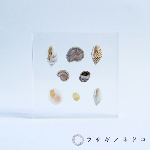 透明壓克力塊中嵌入多個不同種類的貝殼標本，包含螺旋狀、圓形和片狀的貝殼，顏色從白色、黃色、棕色到灰色，紋理各異。