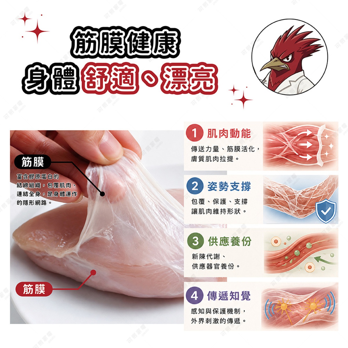 圖片文字：筋膜健康 身體舒適 漂亮，左側為手部撕開雞胸肉筋膜的特寫圖，標示出筋膜為富含膠原蛋白的結締組織，包覆肌肉與連結全身。右側列出四項筋膜功能：一、肌肉動能，傳送力量與筋膜活化；二、姿勢支撐，包覆保護肌肉維持形狀；三、供應養份，進行新陳代謝與供應器官；四、傳遞知覺，感知保護機制與外界刺激傳遞。右上角配有啄木鳥形象圖。