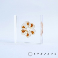 Sola Tile 1.5cm厚切型片狀標本 大百合種子