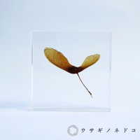 透明壓克力塊中封存著一片乾燥的紅葉種子，種子呈淡褐色，有兩片翅膀狀的種莢，散發著細密的紋理，一條細長的種柄從中間伸出。