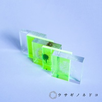 四個方形壓克力塊，其中兩個嵌入螢光綠色背景，另外兩個嵌入透明背景，皆有蒲公英種子標本。