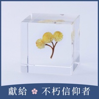 Sola cube 永久花立方塊 (宙言葉：心的太陽)