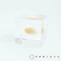 透明立方體內嵌著一束淺棕色兔尾草，呈現毛茸茸的質感，草的細絲向外散開。