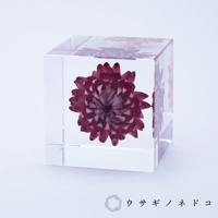 透明立方塊內封存著一朵深紅色的蠟菊，花瓣層疊，花蕊細緻，整體呈現清晰的質感。