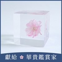 Sola cube 八重紅枝垂櫻花立方塊 (花言葉：智慧、優雅)