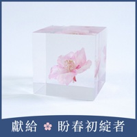 Sola cube 河津櫻立方塊 (花言葉：託付思念、純潔、淡泊)