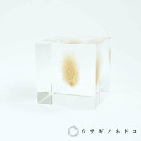 透明立方體中封存著乾燥的兔尾草，草的頂端呈蓬鬆的淺棕色，整體造型簡潔，散發自然氣息。