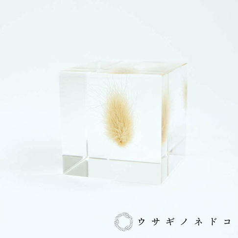 透明立方體中封存著乾燥的兔尾草，草的頂端呈蓬鬆的淺棕色，整體造型簡潔，散發自然氣息。