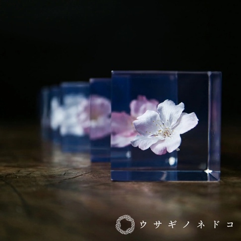 透明立方體中封存著粉白色櫻花，展現細緻花瓣與花蕊，背景為深色，營造出寧靜氛圍。