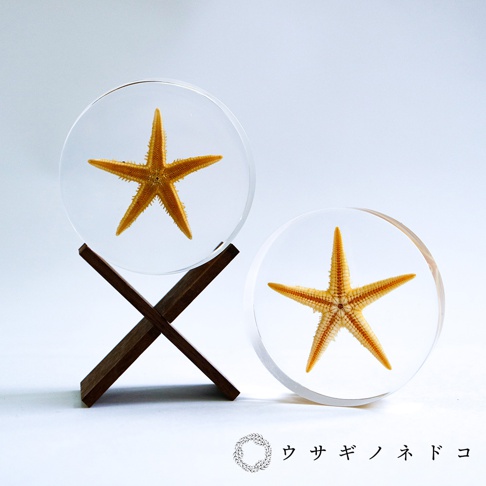 兩個透明圓形壓克力塊，各封存一隻橘黃色五角海星。左側海星固定在一個深棕色木製X形支架上，右側海星則獨立擺放。