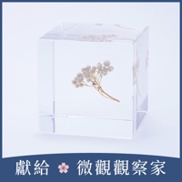 Sola cube 米香花立方塊 (宙言葉：生活充實的每一天)