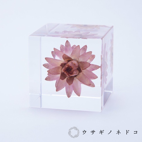 透明壓克力立方塊內封存著乾燥的粉色蠟菊，花朵呈放射狀展開，花瓣邊緣帶有褐色，中心為深棕色。