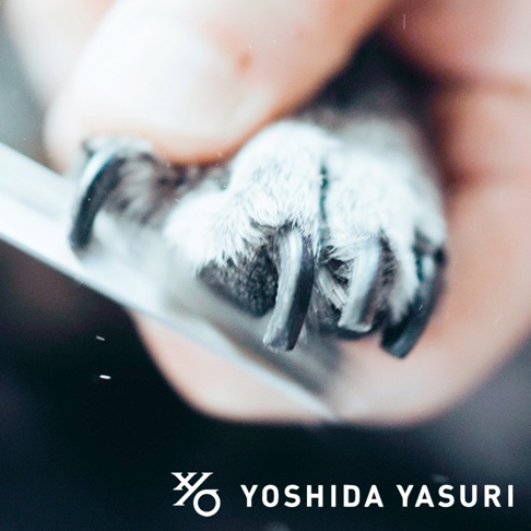 一隻寵物的爪子，爪子上有灰白色的毛，爪子下是銀色的金屬銼刀。