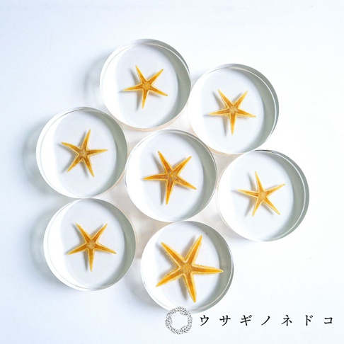 七個透明圓片標本，每個內部封存一隻黃色五角海星，海星呈放射狀展開，標本擺放成簇狀。