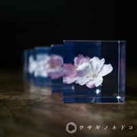 透明立方體中封存著粉白色櫻花，展現細緻花瓣與花蕊，背景為深色，營造出寧靜氛圍。