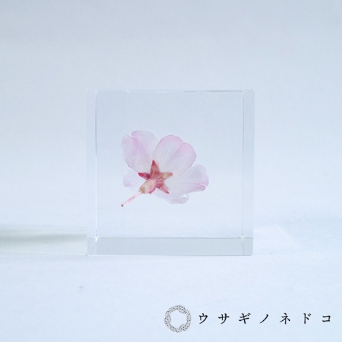 透明立方體內封存著一朵粉色小松乙女櫻花，花瓣輕柔，中心為紅色，花梗延伸至立方體外。
