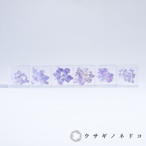 透明立方體中封存著淡紫色繡球花，呈現出細膩的花瓣結構，營造出柔和的視覺效果。