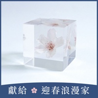 Sola cube 染井吉野櫻立方塊 (花言葉：清純、高貴)