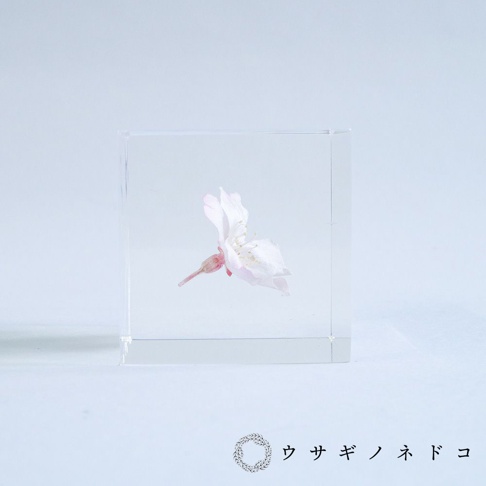 透明立方體中封存著一朵粉白色櫻花，花瓣舒展，花蕊清晰可見。
