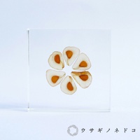 透明壓克力磚塊中，六片大百合種子呈放射狀排列，種子呈現米白色外層和橘黃色內核。