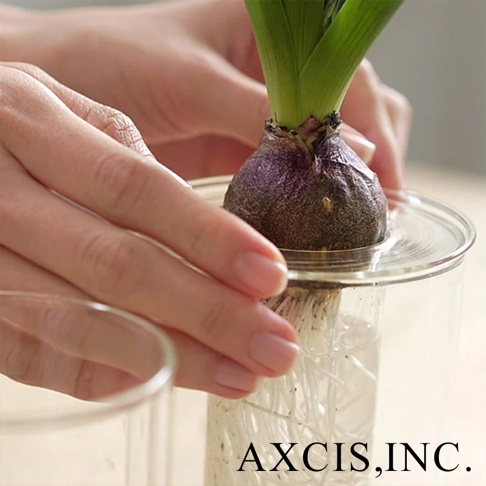 AXCIS, INC. 的文字浮水印出現在植物根部在透明玻璃花瓶水中生長的圖像上。