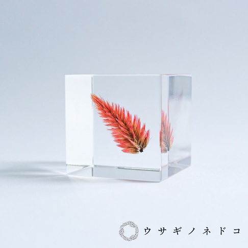 透明立方體內嵌著一株乾燥的青葙，花穗呈鮮豔的橘紅色，帶有漸層的暖棕色調，質感細緻，彷彿燃燒的祝福之火。