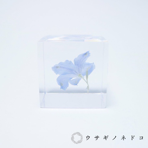 一個透明壓克力立方體內，封存著一朵淺藍色的翠雀花，花瓣舒展，莖部直立。