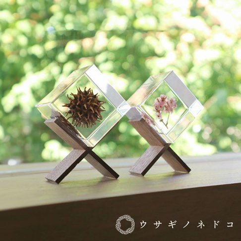 兩個透明立方塊置物架，分別封存著一個棕色尖刺果實和一束粉色小花。置物架由淺木色木頭製成，呈 X 形支架。