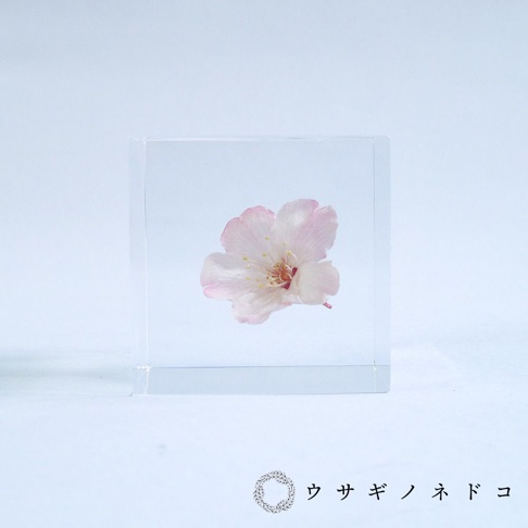 透明立方塊內封存著一朵淡粉色櫻花，花瓣細膩，花蕊清晰可見。