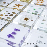 多個透明水晶塊，內含不同標本，包括海星、貝殼、蒲公英、綠色和紫色小石子等。