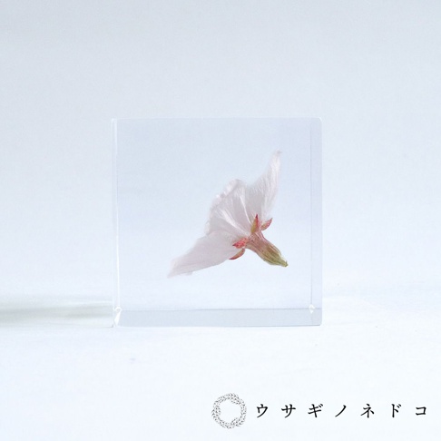 透明立方體中封存著一朵淡粉色的染井吉野櫻花，花瓣舒展，花蕊帶有紅色，整體呈現出精緻的質感。