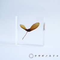 Sola Tile 1.5cm厚切型片狀標本 紅葉種子